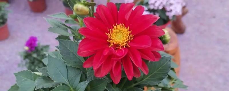 大丽花怎么养