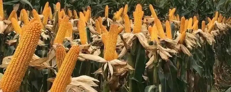 禾育57玉米品种