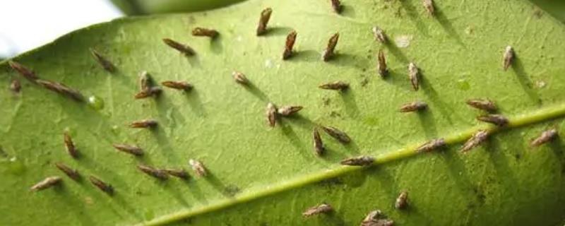 柑橘木虱用什么药效果好