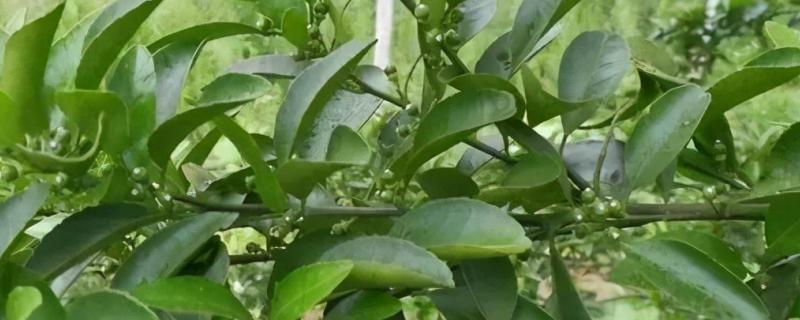 柑橘花芽分化用什么药