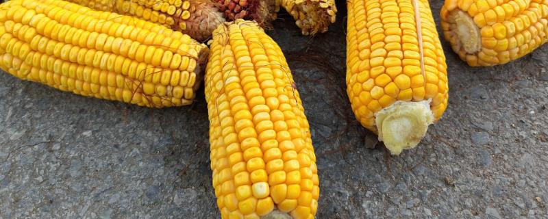 天赐19玉米种简介