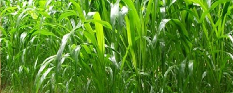高丹草是多年生还是一年生牧草