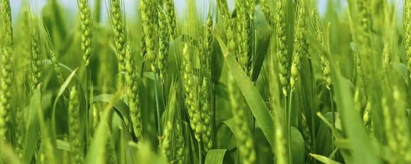小麦除草剂能和叶面肥混合打吗