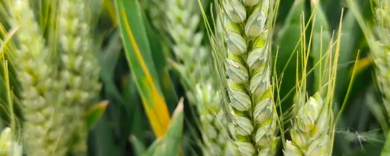 小麦除草剂和杀菌剂可以混用吗