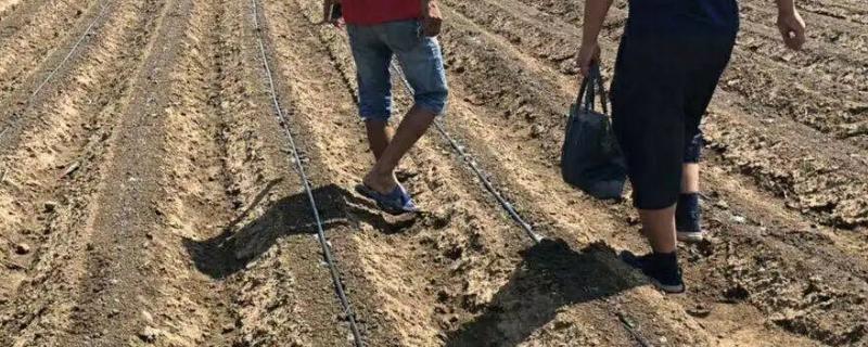土壤活化剂使用方法