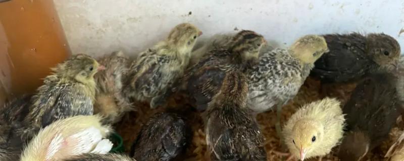 芦丁鸡孵化湿度