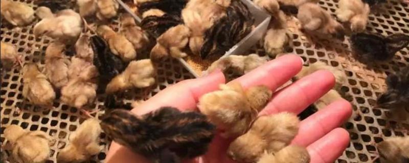 芦丁鸡几天照蛋