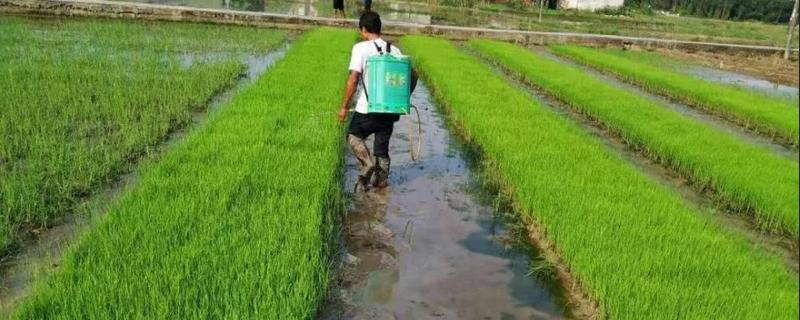 液体氮肥的使用方法