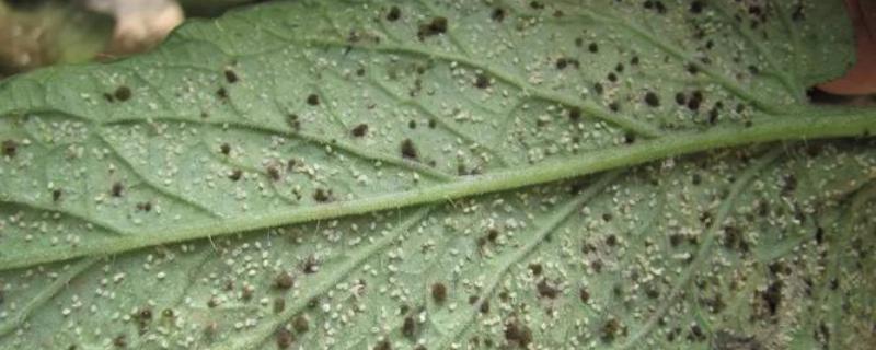 螺虫乙酯能杀红蜘蛛和卵吗