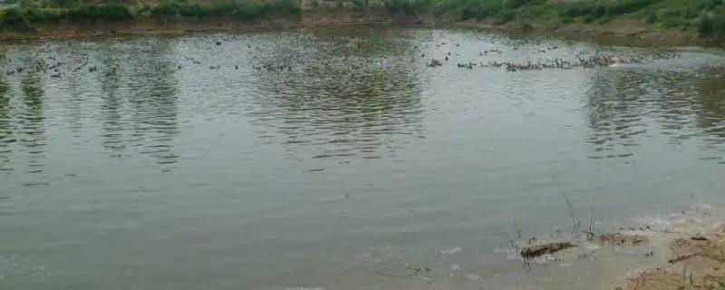 鱼塘ph值多少为正常