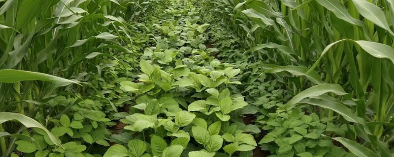 大豆玉米带状复合种植是什么意思