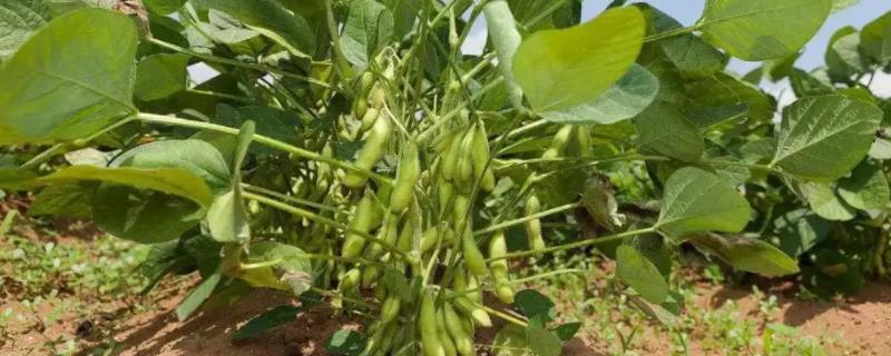 蒙豆43大豆种子积温多少