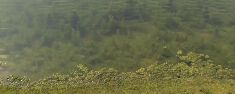 池塘青苔多怎么处理