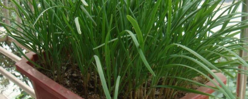 韭菜盆的种植方法和时间