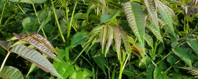 香椿温室反季节栽培技术