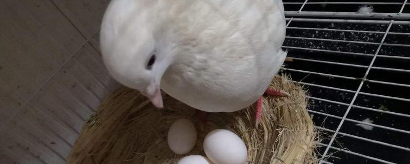鸽子为什么自己把蛋弄烂