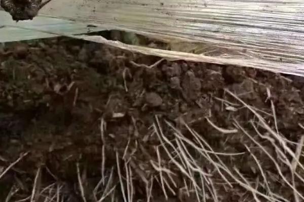 红糖加酵母粉发酵能做生根剂吗，生根剂的作用和使用方法