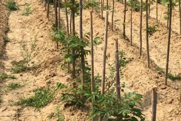 香椿大棚矮化种植技术，密植一亩地多少棵