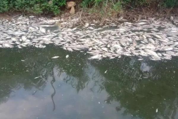 鱼塘的鱼死了是什么原因，鱼塘消毒用什么药