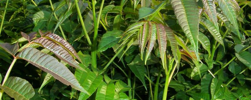 香椿的种植方法和时间