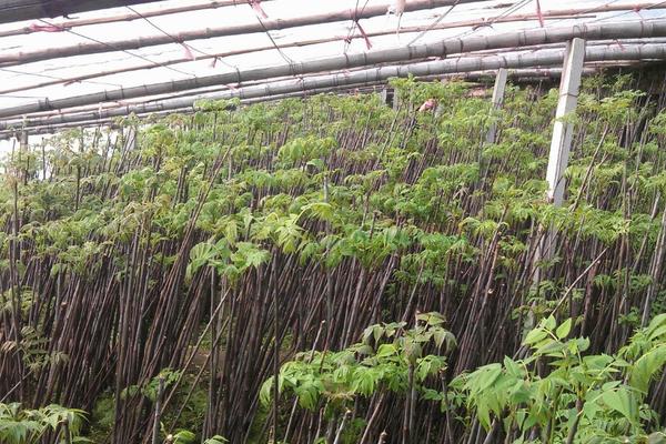 香椿的种植方法和时间，附管理方法