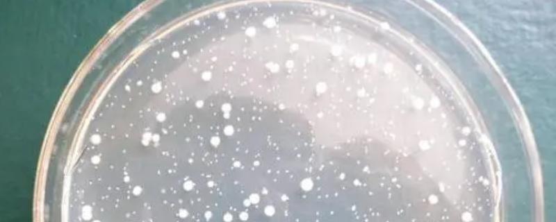 硝化细菌对鱼有害吗