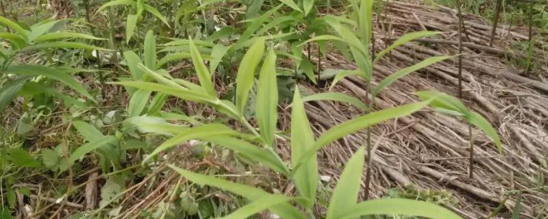 黄精专用肥料有哪些