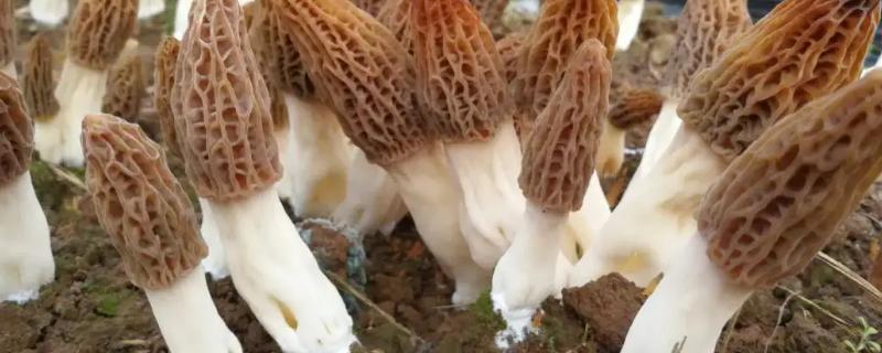 羊肚菌生长周期几个月