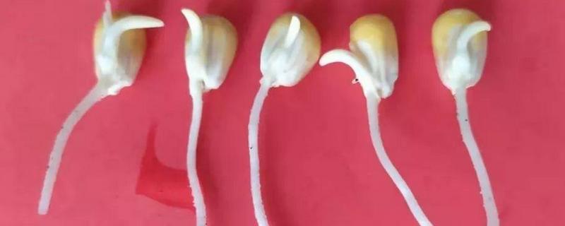 玉米种子发芽的最低温度是多少度