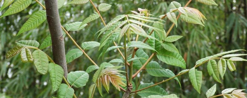 香椿露天种植技术