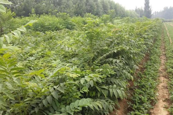 香椿露天种植技术，附催芽播种的技术要点