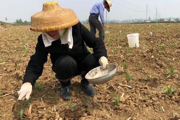 种植玉米怎么施底肥，玉米为什么会长杈子