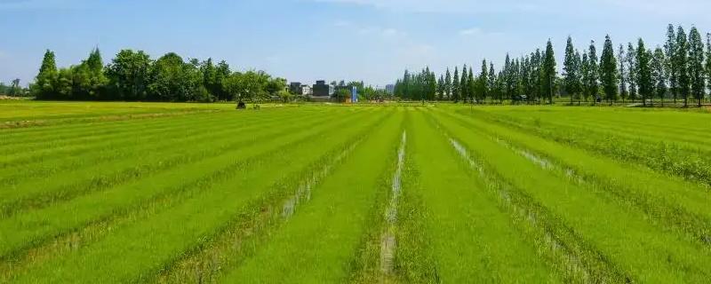 农业类型有哪些