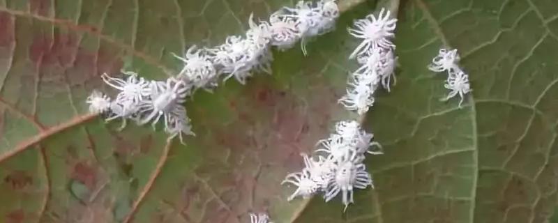 蚧壳虫专用农药
