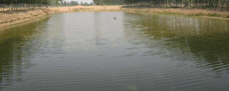 鱼塘浑浊的水变清的三种方法