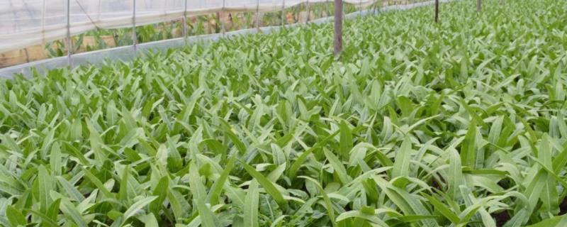 油麦菜大棚种植技术