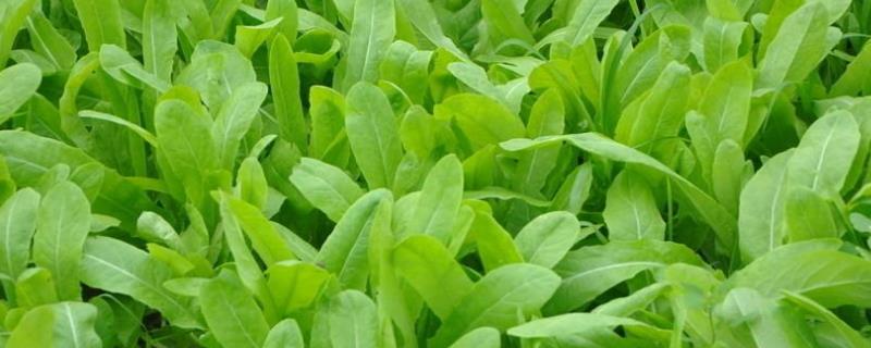 油麦菜高产栽培技术