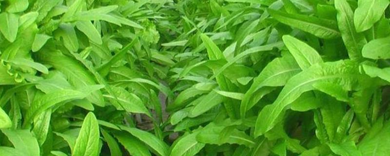 油麦菜菜种植时间和方法