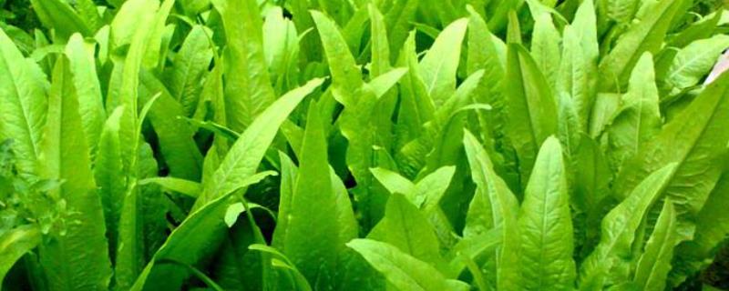 油麦菜播种时间和方法