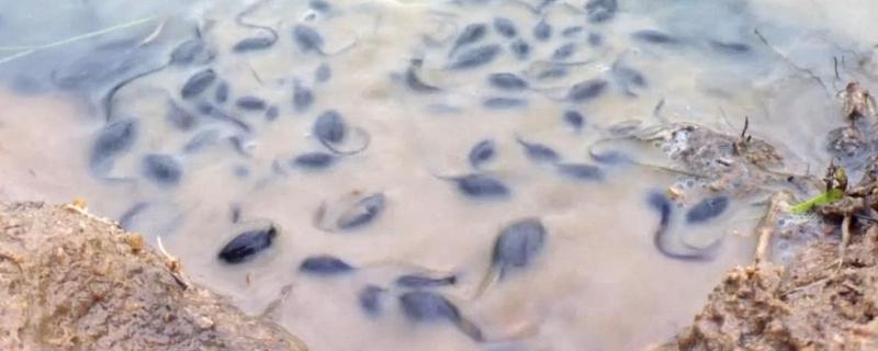牛蛙小时候是不是蝌蚪