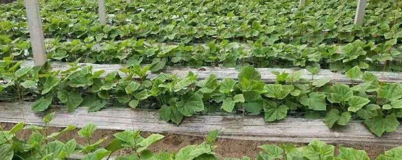 种黄瓜要盖薄膜吗