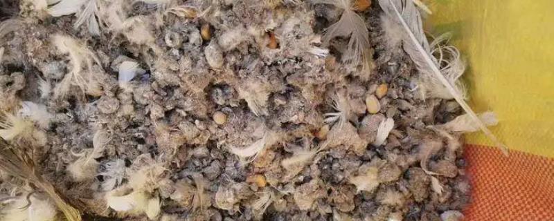 鸽子粪泡水能发酵吗