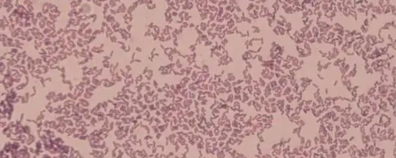 水产养殖em菌的作用与用途