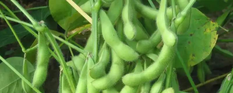 东升6号大豆品种介绍