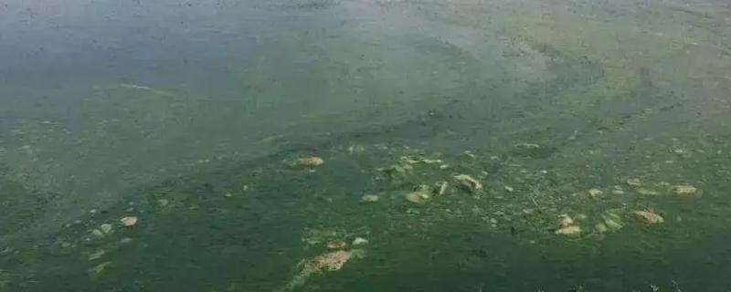 鱼塘怎样肥水