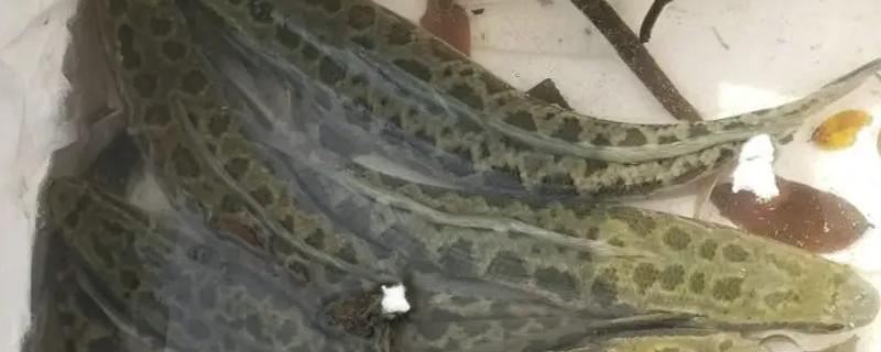 黑鱼为什么喜欢钻花篮