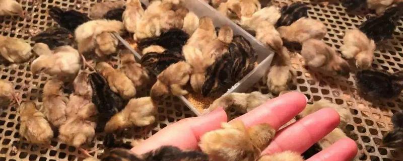 刚孵化出来的芦丁鸡怎么养
