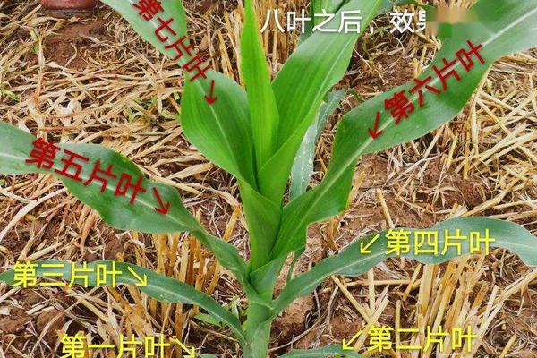 7-8叶期玉米有多高，玉米7叶到11叶如何管理