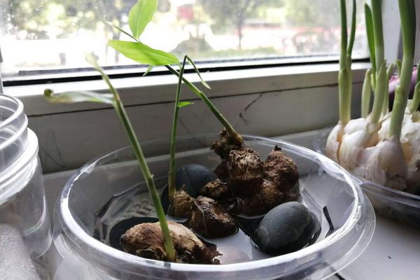 生姜怎么种植盆栽，多久可以出姜