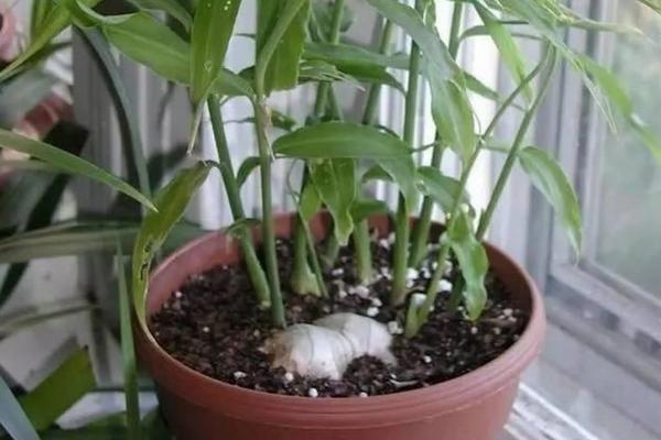 生姜怎么种植盆栽，多久可以出姜